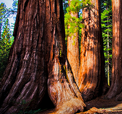 California - Redwoods